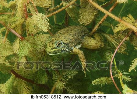Bullfrog, tadpole, Baden-Württemberg (Rana catesbeiana), Germany, Europe View Large Photo Image Stock Image - Bullfrog, tadpole, Baden-Württemberg (Rana catesbeiana), Germany, Europe. Fotosearch