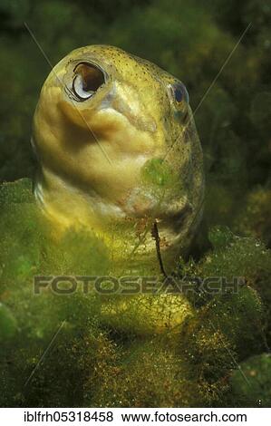 Bullfrog, tadpole, Baden-Württemberg (Rana catesbeiana), Germany, Europe View Large Photo Image Stock Photo - Bullfrog, tadpole, Baden-Württemberg (Rana catesbeiana), Germany, Europe. Fotosearch