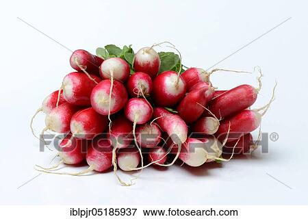 Bunch red-white Red Radish ( Raphanus sativus var. sativus) View Large Photo Image Stock Photo - Bunch red-white Red Radish ( Raphanus sativus var. sativus). Fotosearch