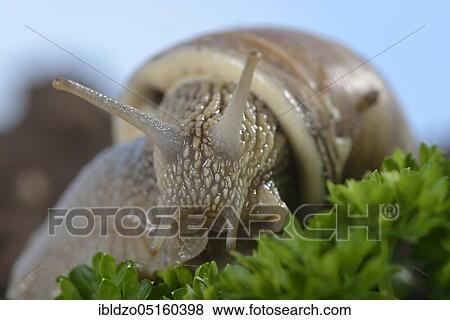 Burgundy snail (Helix pomatia) eats parsley (Petroselinum crispum) View Large Photo Image Stock Photo - Burgundy snail (Helix pomatia) eats parsley (Petroselinum crispum). Fotosearch