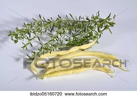 Stock Image - Bush beans, wax bean, mountain gold (Phaseolus vulgaris nanus). Fotosearch