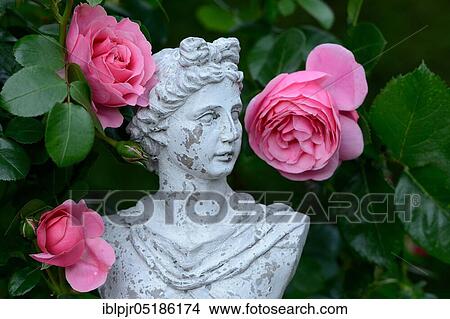 Picture - Bust with roses, variety Leonardo da Vinci. Fotosearch