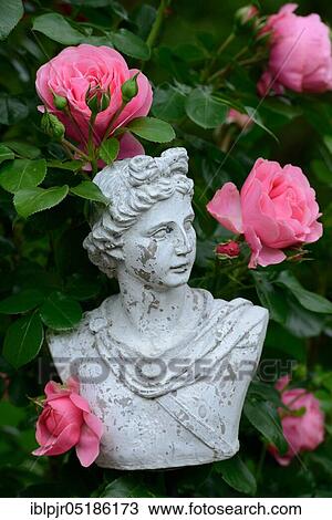 Bust with roses, variety Leonardo da Vinci View Large Photo Image Stock Image - Bust with roses, variety Leonardo da Vinci. Fotosearch
