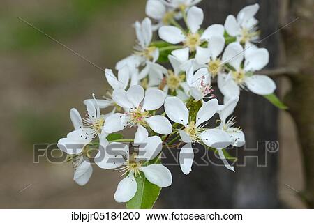 Stock Image - Butter Pear, Variety Winter Eelis, Winter Eelis Butter Pear, Colomas Winter Butter Pear. Fotosearch