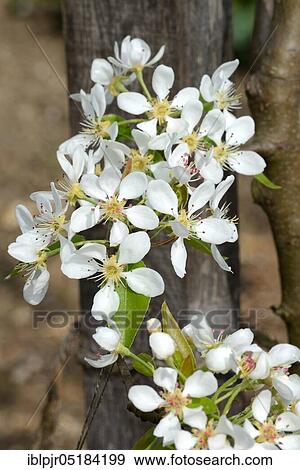 Butter Pear, Variety Winter Eelis, Winter Eelis Butter Pear, Colomas Winter Butter Pear View Large Photo Image Stock Photo - Butter Pear, Variety Winter Eelis, Winter Eelis Butter Pear, Colomas Winter Butter Pear. Fotosearch