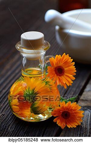 Calendula oil in bottle, Calendula oil View Large Photo Image Stock Photo - Calendula oil in bottle, Calendula oil. Fotosearch