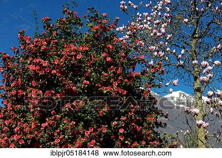 Stock Photo - Camellia and magnolia, camellia bush ( Camellia japonica) ( Magnolia spec. ) Ticino, Switzerland, Europe. Fotosearch