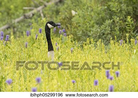 Canada goose (Branta canadensis), La Mauricie National Park, Quebec, Canada, North America View Large Photo Image Stock Photograph - Canada goose (Branta canadensis), La Mauricie National Park, Quebec, Canada, North America. Fotosearch