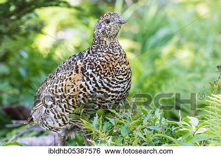 Canada Grouse (Falcipennis canadensis), Chicken Bird, Skyline Trail, Cape Breton National Park, Cape Breto, Iceland, Canada, Europe View Large Photo Image Stock Photograph - Canada Grouse (Falcipennis canadensis), Chicken Bird, Skyline Trail, Cape Breton National Park, Cape Breto, Iceland, Canada, Europe. Fotosearch