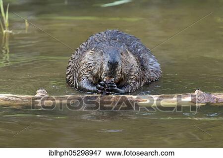 Canadian beaver (Castor fiber canadensis), Forillon national park, Quebec, Canada, North America View Large Photo Image Stock Photo - Canadian beaver (Castor fiber canadensis), Forillon national park, Quebec, Canada, North America. Fotosearch