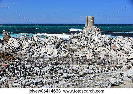 Stock Image - Cape Cormorant (Phalacrocorax capensis), breeding colony, Penguin Nature Reserve, Stony Point, Western Cape, South Africa, Africa. Fotosearch