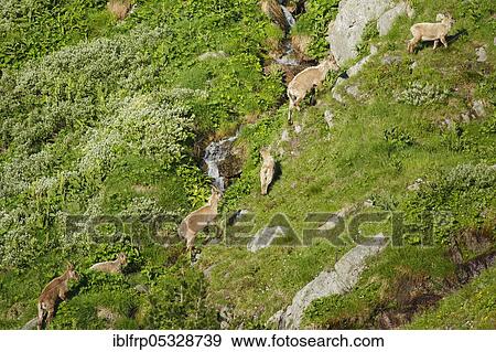 Capricorn, Capra ibex, Ibex, Switzerland, Europe View Large Photo Image Stock Photo - Capricorn, Capra ibex, Ibex, Switzerland, Europe. Fotosearch