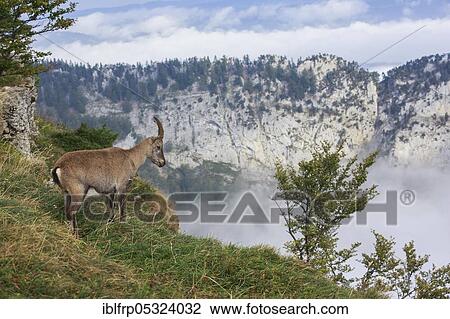 Capricorn, female, Capra ibex, Creux du Van, Switzerland, Europe View Large Photo Image Stock Image - Capricorn, female, Capra ibex, Creux du Van, Switzerland, Europe. Fotosearch