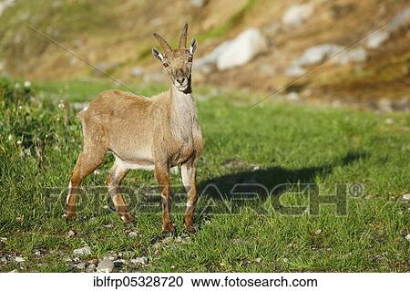 Stock Image - Capricorn, female, Capra ibex, Gotthard Pass, Ticino, Switzerland, Europe. Fotosearch