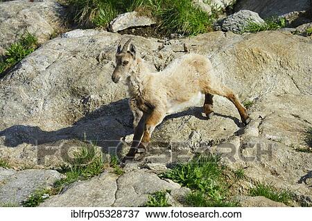 Stock Photo - Capricorn, young animal, Capra ibex, Gotthard Pass, Ticino, Switzerland, Europe. Fotosearch