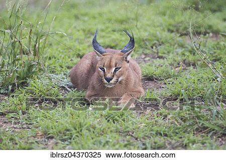Stock Photography - Caracal (Caracal caracal), resting, Emdoneni Project, Hluhluwe, South Africa, Africa. Fotosearch