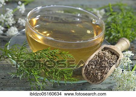 Caraway (Carum carvi), caraway seed tea View Large Photo Image Picture - Caraway (Carum carvi), caraway seed tea. Fotosearch