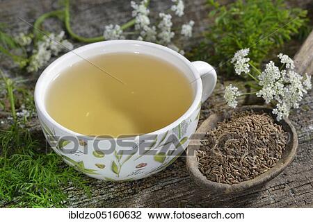 Caraway (Carum carvi), caraway seed tea View Large Photo Image Stock Image - Caraway (Carum carvi), caraway seed tea. Fotosearch