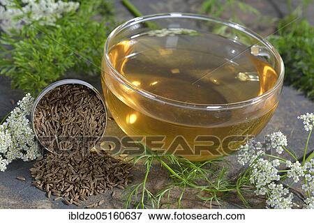 Caraway (Carum carvi), caraway seed tea View Large Photo Image Stock Photo - Caraway (Carum carvi), caraway seed tea. Fotosearch