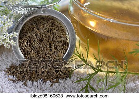 Caraway (Carum carvi), caraway seed tea View Large Photo Image Stock Photo - Caraway (Carum carvi), caraway seed tea. Fotosearch