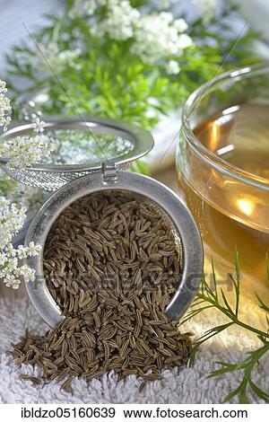 Stock Photo - Caraway (Carum carvi), caraway seed tea. Fotosearch