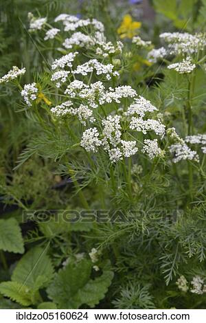 Caraway (Carum carvi), Meridian fennel, Persian cumin View Large Photo Image Picture - Caraway (Carum carvi), Meridian fennel, Persian cumin. Fotosearch