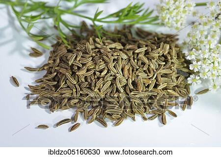 Caraway (Carum carvi), Meridian fennel, Persian cumin View Large Photo Image Stock Image - Caraway (Carum carvi), Meridian fennel, Persian cumin. Fotosearch
