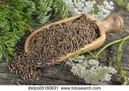 Caraway (Carum carvi), Meridian fennel, Persian cumin View Large Photo Image Stock Image - Caraway (Carum carvi), Meridian fennel, Persian cumin. Fotosearch