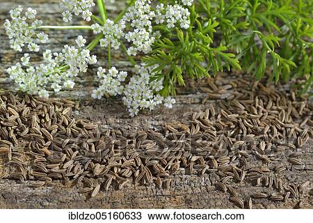Caraway (Carum carvi), Meridian fennel, Persian cumin View Large Photo Image Stock Image - Caraway (Carum carvi), Meridian fennel, Persian cumin. Fotosearch
