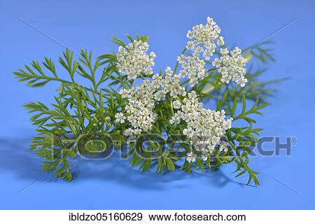 Caraway (Carum carvi), Meridian fennel, Persian cumin View Large Photo Image Stock Photo - Caraway (Carum carvi), Meridian fennel, Persian cumin. Fotosearch