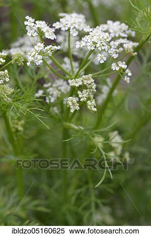 Caraway (Carum carvi), Meridian fennel, Persian cumin View Large Photo Image Stock Photography - Caraway (Carum carvi), Meridian fennel, Persian cumin. Fotosearch