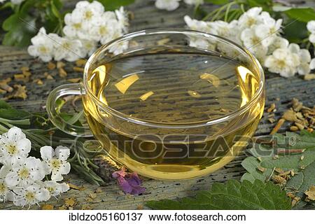 Cardiovascular tea, mistletoe leaves, hawthorn leaves, stinging nettle, valerian, hibiscus flower, lavender (Viscum album) (Crataegus monogyna) (Common valerian) (Urtica dioica) (Hibiscus sabdariffa) (Valeriana officinalis) (Lavandula angustifolia), W View Large Photo Image Stock Photo - Cardiovascular tea, mistletoe leaves, hawthorn leaves, stinging nettle, valerian, hibiscus flower, lavender (Viscum album) (Crataegus monogyna) (Common valerian) (Urtica dioica) (Hibiscus sabdariffa) (Valeriana officinalis) (Lavandula angustifolia), W. Fotosearch