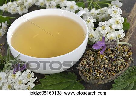 Cardiovascular tea, mistletoe leaves, hawthorn leaves, nettle, valerian, hibiscus flower, lavender (Viscum album) (Crataegus monogyna) (Common valerian) (Urtica dioica) (Hibiscus sabdariffa) (Valeriana officinalis) (Lavandula angustifolia), W View Large Photo Image Stock Photo - Cardiovascular tea, mistletoe leaves, hawthorn leaves, nettle, valerian, hibiscus flower, lavender (Viscum album) (Crataegus monogyna) (Common valerian) (Urtica dioica) (Hibiscus sabdariffa) (Valeriana officinalis) (Lavandula angustifolia), W. Fotosearch