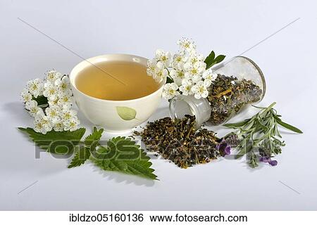 Stock Photograph - Cardiovascular tea, mistletoe leaves, hawthorn leaves, stinging nettle, valerian, hibiscus flower, lavender (Viscum album) (Crataegus monogyna) (Common valerian) (Urtica dioica) (Hibiscus sabdariffa) (Valeriana officinalis) (Lavandula angustifolia), W. Fotosearch
