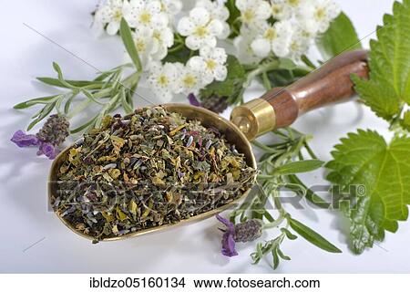 Cardiovascular tea, Mistletoe, valerian, common lavender, hawthorn herb, nettle, hibiscus, (Viscum album), (Crataegus monogyna), (Common valerian), (Urtica dioica), (Hibiscus sabdariffa), (Valeriana officinalis), (Lavandula angustifolia), Mistletoe, Eu... View Large Photo Image Picture - Cardiovascular tea, Mistletoe, valerian, common lavender, hawthorn herb, nettle, hibiscus, (Viscum album), (Crataegus monogyna), (Common valerian), (Urtica dioica), (Hibiscus sabdariffa), (Valeriana officinalis), (Lavandula angustifolia), Mistletoe, Eu.... Fotosearch