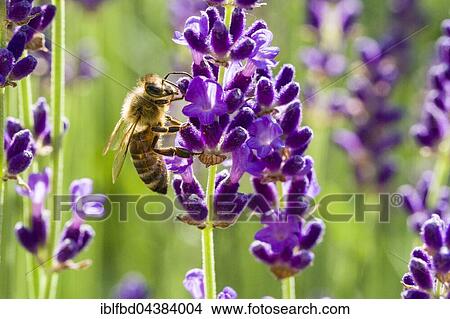 Picture - Carniolan honey bee (Apis mellifera carnica) is collecting nectar at a purple Lavender (Lavandula) blossom, Saxony, Germany, Europe. Fotosearch