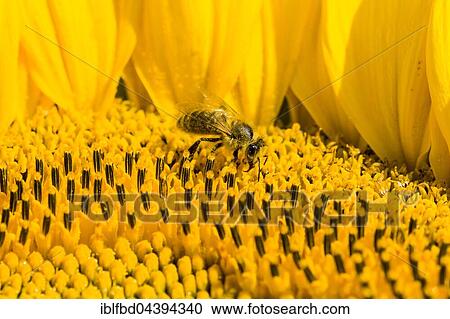 Carniolan honey bee (Apis mellifera carnica) is collecting nectar at a common sunflower (Helianthus annuus) blossom, Saxony, Germany, Europe View Large Photo Image Stock Image - Carniolan honey bee (Apis mellifera carnica) is collecting nectar at a common sunflower (Helianthus annuus) blossom, Saxony, Germany, Europe. Fotosearch