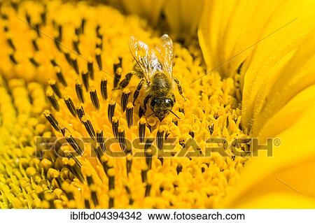 Carniolan honey bee (Apis mellifera carnica) is collecting nectar at a common sunflower (Helianthus annuus) blossom, Saxony, Germany, Europe View Large Photo Image Stock Image - Carniolan honey bee (Apis mellifera carnica) is collecting nectar at a common sunflower (Helianthus annuus) blossom, Saxony, Germany, Europe. Fotosearch
