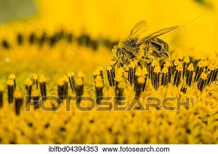 Carniolan honey bee (Apis mellifera carnica) is collecting nectar at a common sunflower (Helianthus annuus) blossom, Saxony, Germany, Europe View Large Photo Image Stock Image - Carniolan honey bee (Apis mellifera carnica) is collecting nectar at a common sunflower (Helianthus annuus) blossom, Saxony, Germany, Europe. Fotosearch