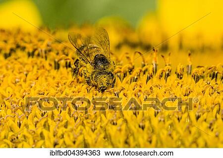 Carniolan honey bee (Apis mellifera carnica) is collecting nectar at a common sunflower (Helianthus annuus) blossom, Saxony, Germany, Europe View Large Photo Image Stock Image - Carniolan honey bee (Apis mellifera carnica) is collecting nectar at a common sunflower (Helianthus annuus) blossom, Saxony, Germany, Europe. Fotosearch