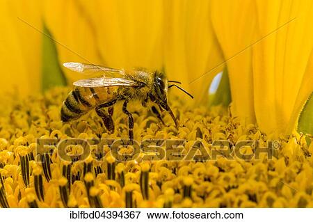 Carniolan honey bee (Apis mellifera carnica) is collecting nectar at a common sunflower (Helianthus annuus) blossom, Saxony, Germany, Europe View Large Photo Image Stock Photo - Carniolan honey bee (Apis mellifera carnica) is collecting nectar at a common sunflower (Helianthus annuus) blossom, Saxony, Germany, Europe. Fotosearch