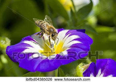 Carniolan honey bee (Apis mellifera carnica) is collecting nectar at a Dwarf morning-glory (Convolvulus tricolor) blossom, Saxony, Germany, Europe View Large Photo Image Stock Photograph - Carniolan honey bee (Apis mellifera carnica) is collecting nectar at a Dwarf morning-glory (Convolvulus tricolor) blossom, Saxony, Germany, Europe. Fotosearch