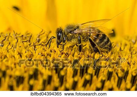 Stock Photography - Carniolan honey bee (Apis mellifera carnica) is collecting nectar at a common sunflower (Helianthus annuus) blossom, Saxony, Germany, Europe. Fotosearch