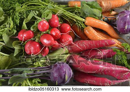 Carrots (Daucus carota), radishes (Raphanus sativus var. sativus), radishes, kohlrabi (Brassica oleracea var. gongylodes) View Large Photo Image Stock Image - Carrots (Daucus carota), radishes (Raphanus sativus var. sativus), radishes, kohlrabi (Brassica oleracea var. gongylodes). Fotosearch