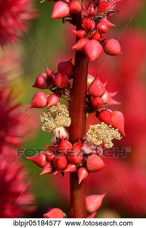 Stock Photo - Castor oil plant / ( Ricinus communis). Fotosearch
