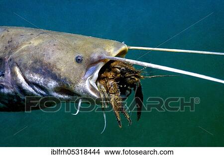 Picture - Catfish eating crayfish, Carinthia (Silurus glanis), Austria, Europe. Fotosearch