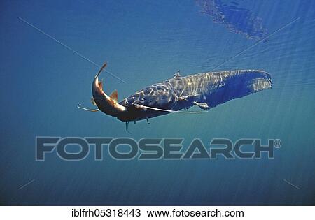 Catfish eating rudd (Scardinius erythrophthalmus), Carinthia (Silurus glanis), Austria, Europe View Large Photo Image Stock Image - Catfish eating rudd (Scardinius erythrophthalmus), Carinthia (Silurus glanis), Austria, Europe. Fotosearch