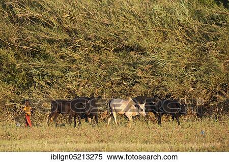 Stock Photography - Cattle herder with zebu cattle, Bekopaka, Manambolo, Madagascar, Africa. Fotosearch