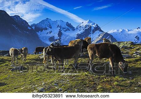 Cattle in the Upper Engadine, Piz Bernina, 4049 m, Piz Roseg, 3937 m, Graubuenden, Switzerland, Europe View Large Photo Image Stock Image - Cattle in the Upper Engadine, Piz Bernina, 4049 m, Piz Roseg, 3937 m, Graubuenden, Switzerland, Europe. Fotosearch