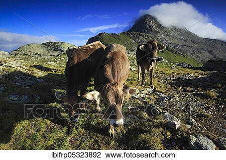 Stock Image - Cattle in the Upper Engadine, Piz Surlej, Graubuenden, Switzerland, Europe. Fotosearch